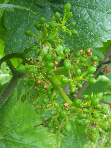 Blick in den Weinberg im Juli: Spätburgunder-Beeren im Schrotkornstadium