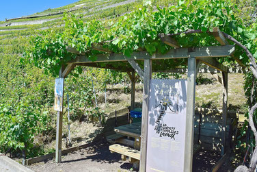 A Scenic Hike through the Vineyards of Lavaux, Switzerland