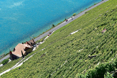 A Scenic Hike through the Vineyards of Lavaux, Switzerland