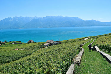 A Scenic Hike through the Vineyards of Lavaux, Switzerland