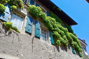 A Scenic Hike through the Vineyards of Lavaux, Switzerland