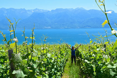A Scenic Hike through the Vineyards of Lavaux, Switzerland