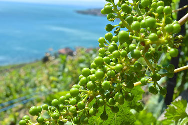 A Scenic Hike through the Vineyards of Lavaux, Switzerland