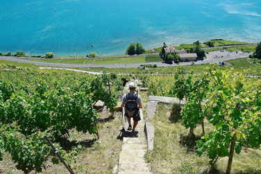 A Scenic Hike through the Vineyards of Lavaux, Switzerland