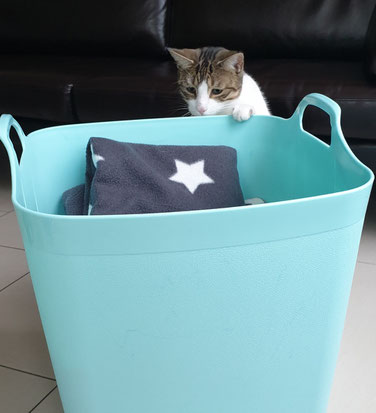 Katze Kasi und ein Korb voller Katzendecken