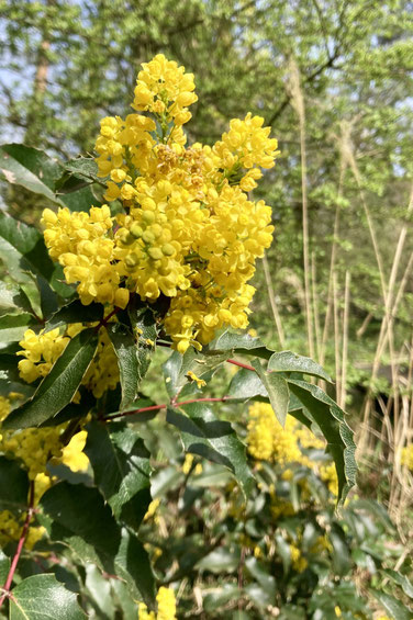 Leuchtend gelbe Blüte am grünen Strauch im Seminarzentrum Grube Louise im Westerwald