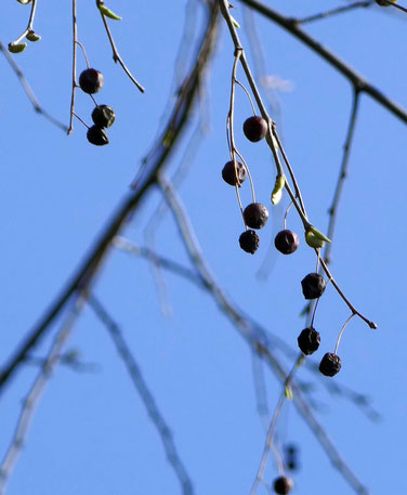les micocoules de l'arbre à chapelet (photo Marc Forgeot)