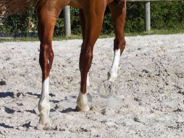 Esprit sportif et respect des chevaux, Ecurie les Rouillons, Sens