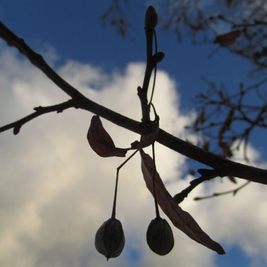Photo: MüZu Magglingen