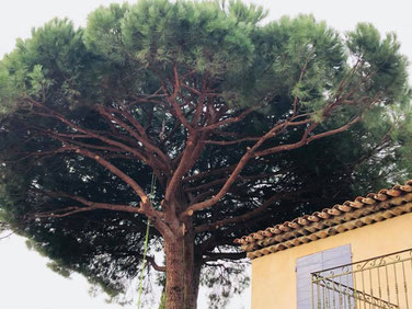 Elagage d'un pin parasol dans le Var