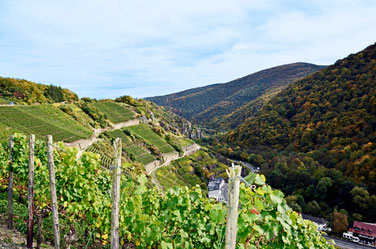 picture bad neuenahr Weinberge Rotweinwanderweg