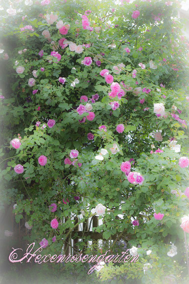 Hexenrosengarten Rosen Louise Odier New Dawn