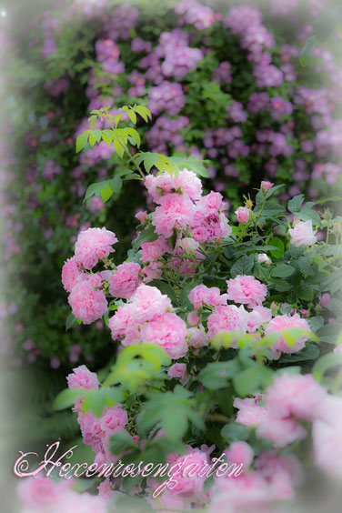 Hexenrosengarten Rosen Ispahan Veilchenblau