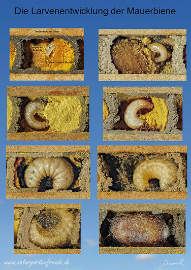 Entwicklung Entwicklungszyklus Mauerbiene Rote Rostrote Osmia bicornis Ei Larve Kokon Metamorphose Insektenhotel Bienenhotel
