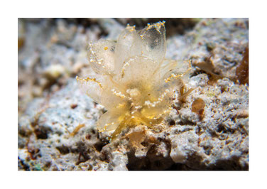 Cyerce pavonina subadulte