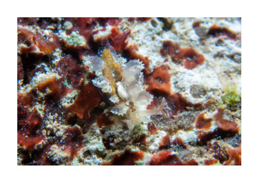 Cyerce pavonina juvénile