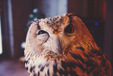 Was sind die Reiki Lebensregeln