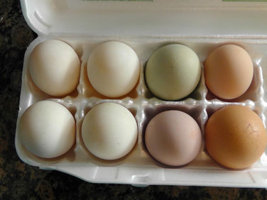 The 4 eggs on the left are duck eggs; the 4 on the right are chicken eggs.