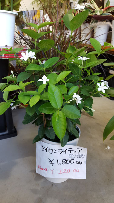 セイロンライティア