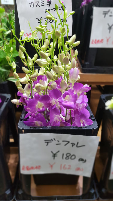 花蘭 新品種紹介 - 座間洋らんセンター専務の小部屋
