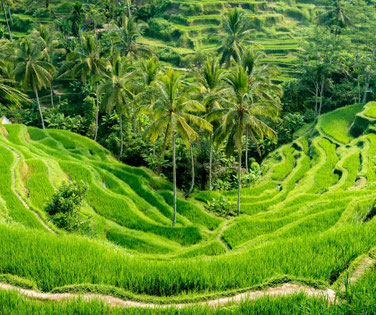 Groene rijstvelden op Bali