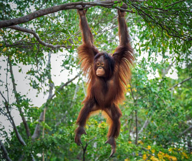Prachtige orang-oetan in Sabah op Borneo