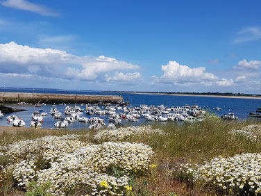 Juin 2019 - Finistère (de Pont Aven à Concarneau)