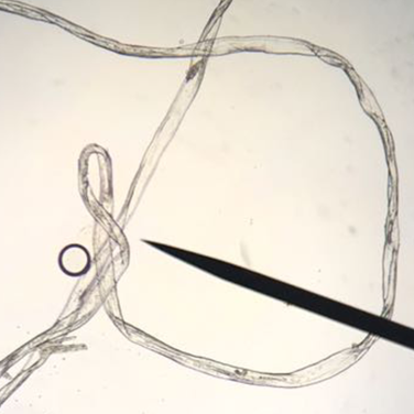 lyocelle fibre microscope