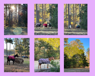 More impressions of Horse Riding lessons Columbia  facility from Pony Gang Equestrian Services 