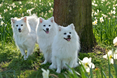 Witte keeshond on sale