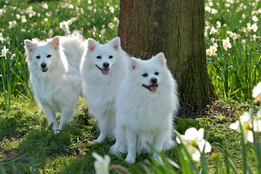 Middenslag Keeshond wit, witte Keeshond