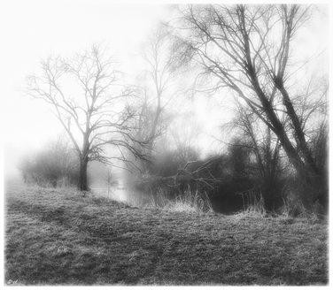 Der tote Baum am Ufer der Brigach