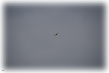 Ein Falke bei der Jagd