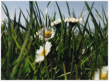 Gänseblümchen