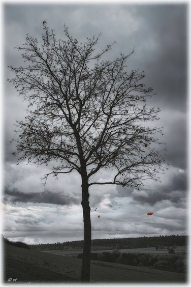 Herbstwind