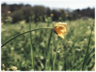 Scharfer Hahnenfuß (auch Butterblume genannt)