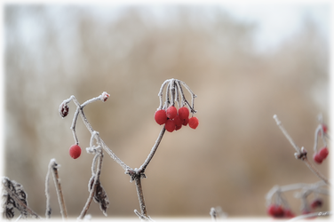 Rote Beeren tiefgefrostet