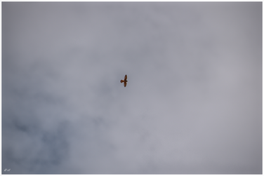 Freiheit - Der Flug des Falken