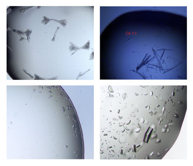 Protein crystals appear in various morphologies. We are able to isolate and fish crystals in the range few hundert microns. 