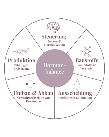 Grafik zur hormonellen Balance mit den fünf zentralen Prozessen Steuerung, Baustoffe, Produktion, Umbau & Abbau sowie Ausscheidung im Hormon-Therapiekonzept von Heilpraktikerin Lena Brauer in München.