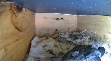 Mauerseglerlausfliege in Nistkasten 1