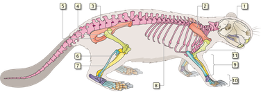 Anatomie beim Biber, Skelett