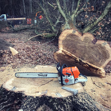 Baumfällung einer Eiche, Quercus robur, Stihl Motorsäge, Berlin, Brandenburg