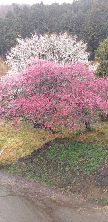 板荷　無量荘《平賀ファイナンシャルサービシズ㈱》