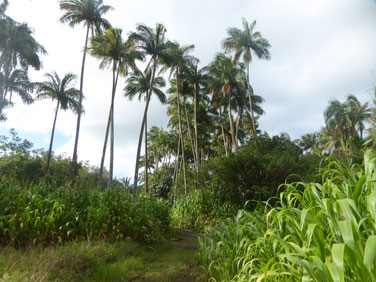 Le Sud Sauvage, île de La Réunion