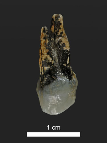 This is a 7.24 million year old upper premolar of Graecopithecus from Azmaka, Bulgaria. Credit. Photo: Wolfgang Gerber, University of Tübingen.