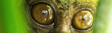 Example of Wildlife photography