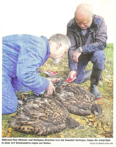 Beringung von Seeadlern durch Paul Sömmer und Wolfgang Strehlow