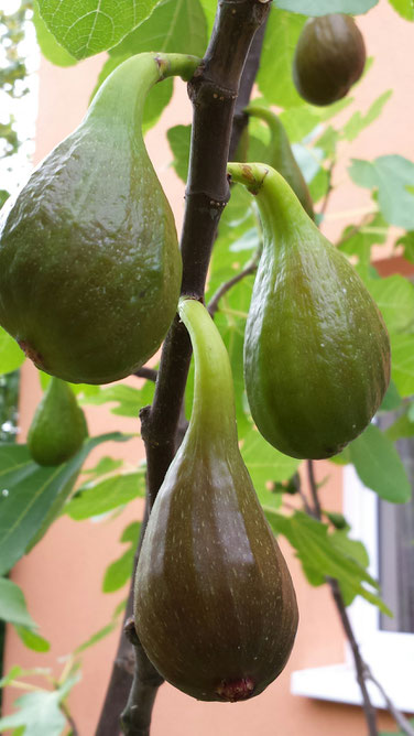 Unsere Feigen im Garten sind ab Ende Juli reif. Fotos: Waree Kochendörfer