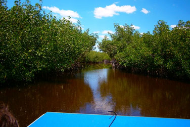 Everglades, Airboat Tour, Florida, USA